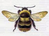 Шмель Пластинчатозубый (Bombus serrisquama F. Morawitz, 1888)