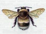 Шмель  Спорадикус (Bombus sporadicus Nylander, 1848)