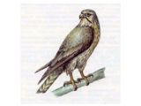 Балобан (Falco cherrug Gray, 1834)