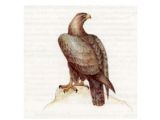 Беркут (Aguila chrysaetus (Linnaeus, 1758))