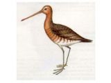 Веретенник Большой (Limosa limosa Linnaeus, 1758)