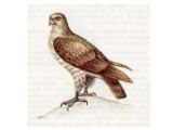 Змееяд (Circaetus gallicus (Gmelin, 1788))