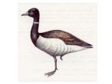 Казарка Черная (Branta bernicla Linnaeus, 1758)