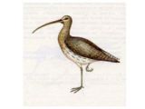 Кроншнеп Большой (Numenius arguata Linnaeus, 1758)