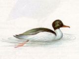 Крохаль Большой (Mergus merganser Linnaeus, 1758)