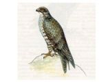 Кречет (Falco rusticolus Linnaeus, 1758)