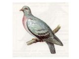 Клинтух (Columba oenas Linnaeus, 1758)