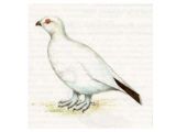 Куропатка Белая (Lagopus lagopus (Linnaeus, 1758))
