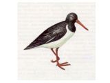 Кулик-Сорока (Haematopus ostralegus Linnaeus, 1758)