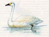 Лебедь Малый (Cygnus bewickii Varrell, 1830)