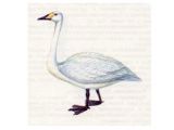Лебедь-Кликун (Cygnus cygnus Linnaeus, 1758)