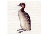 Поганка Малая (Podiceps ruficollis Pallas, 1764)