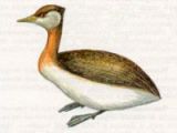 Поганка Серощекая (Podiceps griseigena Boddaert, 1783)