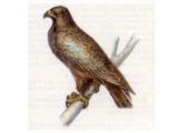 Подорлик Большой (Aguila clanga Pallas, 1811)