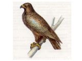 Подорлик Большой (Aguila clanga Pallas, 1811)