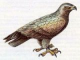 Подорлик Малый (Aguila pomarina Brehm, 1831)