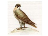 Сапсан (Falco peregrinus Tunstall, 1771)