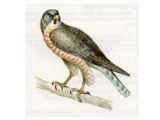 Тювик Европейский (Accipiter brevipes (Severtzov, 1850))