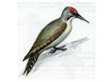 Дятел Седой (Picus canus Gmelin, 1788)