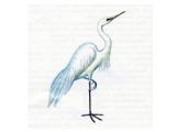 Цапля Белая Большая (Egretta alba Linnaeus, 1758)