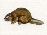 Бобр (Castor fiber Linnaeus, 1758)