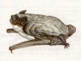 Кожан Двухцветный (Vespertilio murinus Linnaeus, 1758)