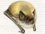 Ночница Усатая (Myotis mystacinus Kuhl, 1819)