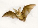 Ушан Обыкновенный (Plecotus auritus Linnaeus, 1758)