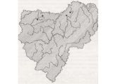 БАРАНЕЦ ОБЫКНОВЕННЫЙ