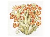 Грифола Курчавая, Гриб-Баран (Grifola frondosa (Fr.) S. F. Gray, 1821 [ — Polypilus frondosus (Fr.) P. Karst, 1879])