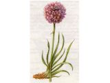 Армерия Обыкновенная (Armeria vulgaris Willd.)