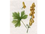 Борец Шерстистоустый (Aconitum lasiostomum Reichb.)