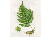 Кочедыжник Женский (Athyrium filix — femina (L.) Roth.)