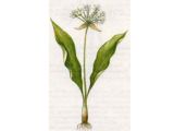 Лук Медвевжий, Черемша (Allium ursinum L.)