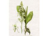 Любка Двулистная (Platanthera bifolia (L.) Rich.)