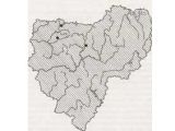 ЛЮТИК ДЛИННОЛИСТНЫЙ
