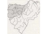 ПАЛЬЧАТОКОРЕННИК БАЛТИЙСКИЙ 