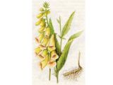 Наперстянка Крупноцветковая (Digitalis grandiflora Mill.)