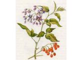 Паслен Сладко-Горький (Solanum dulcamara L.)