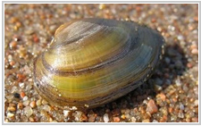 Часть I Кольчатые черви ANNELIDES) Моллюски (MOLLUSCA) Ракообразные (CRUSTACEA)